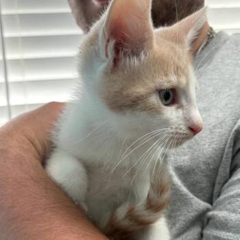 Topaz -  Domestic Short Hair Cat for Adoption in New Fairfield, Connecticut - Topaz | PetCurious