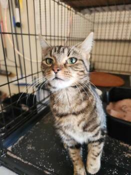 Rescue Domestic Short Hair Cats for Adoption in Powdersville, South Carolina - Louise (AG) | PetCurious