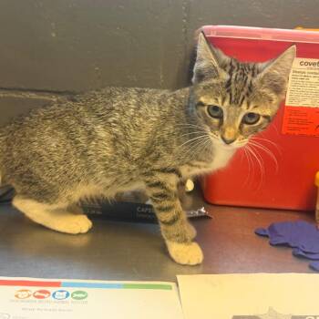 TUSC-Stray-85389 -  Domestic Short Hair Cat for Adoption in Tuscaloosa, Alabama - TUSC-Stray-85389 | PetCurious