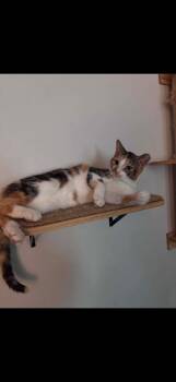 Domestic Short Hair Cats Available for Adoption in Chicago, Illinois - Bella (Pajama) | PetCurious