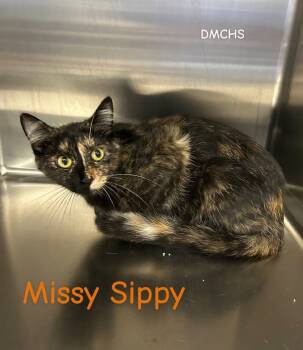 Missy Sippy -  Domestic Short Hair Cat for Adoption in Burlington, Iowa - Missy Sippy | PetCurious