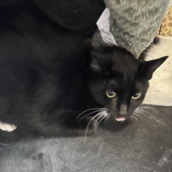Kitty Kat -  Domestic Short Hair Cat Available for Adoption in Webster, Texas - Kitty Kat | PetCurious
