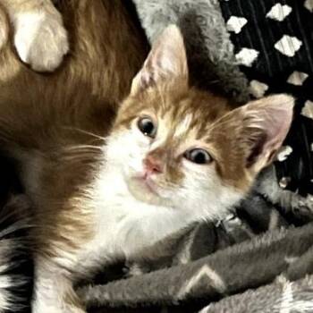 Kion -  Domestic Short Hair Cat for Adoption in Chattanooga, Tennessee - Kion | PetCurious