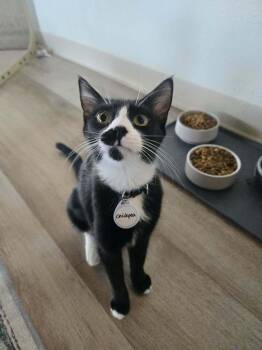 Chickpea 3 -  Domestic Short Hair Cat for Adoption in Tucson, Arizona - Chickpea 3 | PetCurious