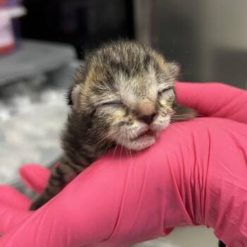 Bitty -  Domestic Short Hair Cat for Adoption in Greenville, South Carolina - Bitty | PetCurious