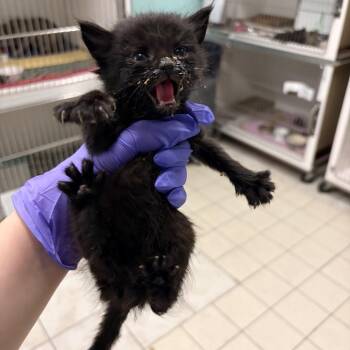 Paul Baker -  Domestic Medium Hair Cat for Adoption in Charleston, West Virginia - Paul Baker | PetCurious