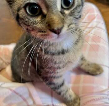 Squeak -  Tabby and Domestic Short Hair Cat for Adoption in Vaughan, Ontario - Squeak | PetCurious