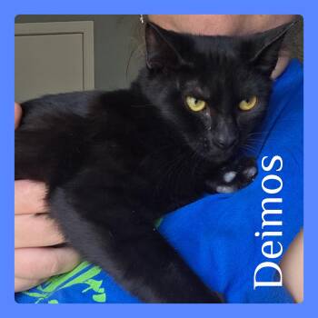 Rescue Tabby Cats for Adoption in Lawton, Oklahoma - DEIMOS | PetCurious