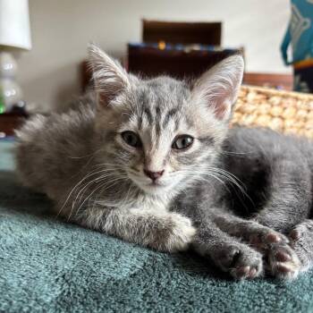 Pippi -  Domestic Short Hair Cat for Adoption in Columbia, Missouri - Pippi | PetCurious