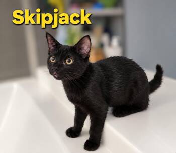 Skipjack -  Domestic Short Hair Cat for Adoption in Burnaby, British Columbia - Skipjack | PetCurious