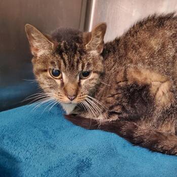 Tornado -  Domestic Medium Hair Cat for Adoption in Lake Jackson, Texas - Tornado | PetCurious
