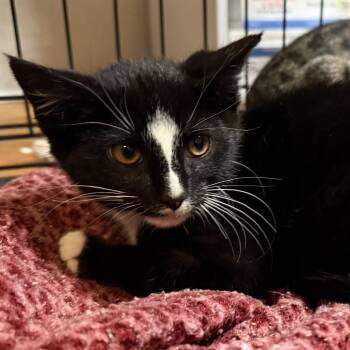 Ink -  Domestic Short Hair Cat for Adoption in Summerlee, West Virginia - Ink | PetCurious
