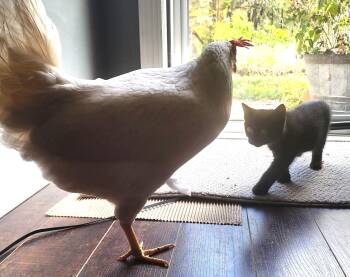 Rescue Domestic Short Hair Cats for Adoption in Charlotte, North Carolina - Nikola "Nikki" | PetCurious