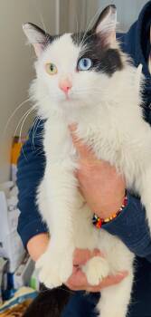 Domestic Medium Hair Cats Available for Adoption - Tristan | PetCurious