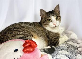 SNUGGLES -  Domestic Short Hair Cat for Adoption in Fort Lauderdale, Florida - SNUGGLES | PetCurious