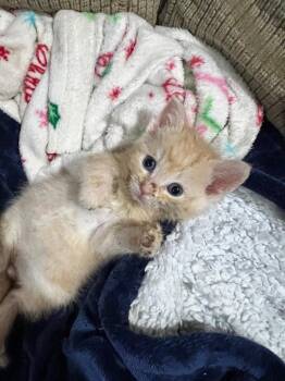 Grayson -  Domestic Medium Hair Cat for Adoption in Cromwell, Kentucky - Grayson | PetCurious