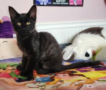 Saxophone (Red) -  Domestic Medium Hair Cat for Adoption in Arlington, Washington - Saxophone (Red) | PetCurious