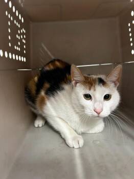 Domestic Short Hair Cats Available for Adoption - Emberly | PetCurious