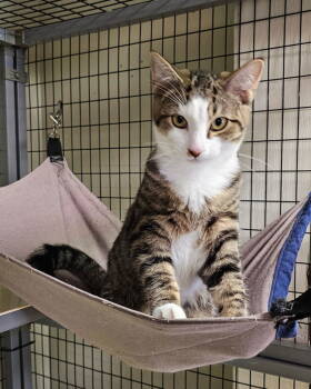 Rescue Domestic Short Hair Cats for Adoption in Lovingston, Virginia - Wilcox | PetCurious