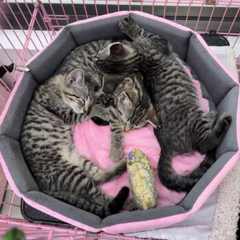 Cornbread -  Domestic Short Hair Cat for Adoption in Dayton, Ohio - Cornbread | PetCurious