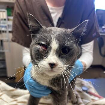 Domestic Short Hair Cats Available for Adoption in Flagstaff, Arizona - Oswald - Loves People! | PetCurious