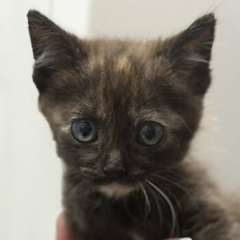 Hazel -  Domestic Short Hair Cat for Adoption in Midland, Texas - Hazel | PetCurious