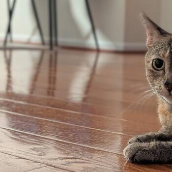 Sausage Roll -  Torbie and Tortoiseshell Cat for Adoption in UNIVERSITY PA, Maryland - Sausage Roll | PetCurious