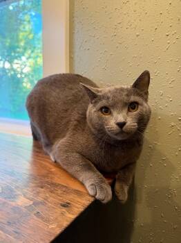 Gwendolyn -  Domestic Short Hair Cat for Adoption in Cloquet, Minnesota - Gwendolyn | PetCurious