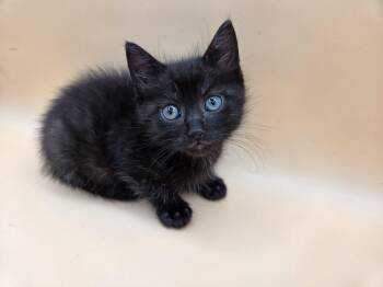 Squeaky (Fever Coat) -  Domestic Medium Hair Cat for Adoption in Mobile, Alabama - Squeaky (Fever Coat) | PetCurious