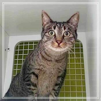Georgina -  Domestic Short Hair Cat for Adoption in Meridian, Idaho - Georgina | PetCurious