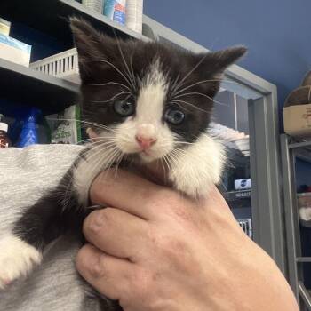Dime -  Domestic Short Hair Cat for Adoption in Potomac, Maryland - Dime | PetCurious