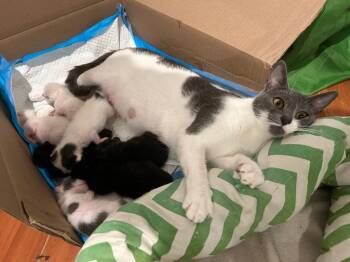 Domestic Short Hair Cats Available for Adoption in Los Angeles, California - Sesame | PetCurious