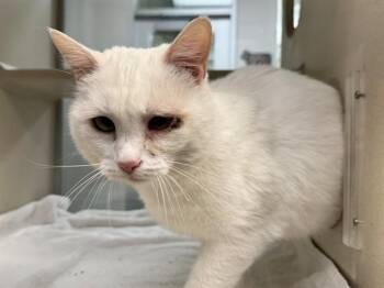 Domestic Short Hair Cats Available for Adoption in Pueblo, Colorado - MASON | PetCurious