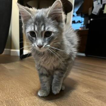 Domestic Long Hair Cats Available for Adoption - Ash | PetCurious