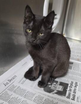 Espresso -  Domestic Short Hair Cat for Adoption in Cleveland, Tennessee - Espresso | PetCurious