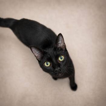 Brave -  Domestic Short Hair Cat Available for Adoption in Miami, Florida - Brave | PetCurious