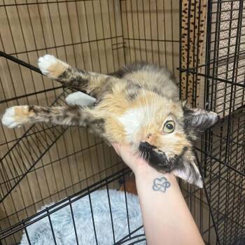 Betty -  Domestic Medium Hair Cat for Adoption in Kansas City, Missouri - Betty | PetCurious