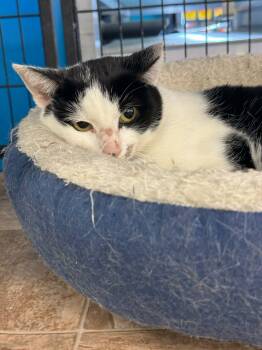 Rescue Domestic Short Hair Cats for Adoption in Ashville, Ohio - Bianca | PetCurious