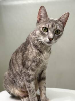 Nala -  Domestic Short Hair Cat for Adoption in Brooksville, Florida - Nala | PetCurious