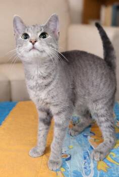 Domestic Short Hair and Tabby Cats Available for Adoption in Cuyahoga Falls, Ohio - Kitten Wynn | PetCurious