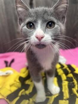 Roger -  Domestic Short Hair Cat for Adoption in Fort Worth, Texas - Roger | PetCurious