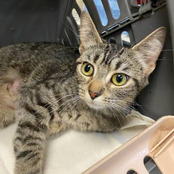 MEOWSKI -  Domestic Short Hair Cat for Adoption in Memphis, Tennessee - MEOWSKI | PetCurious