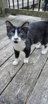 Critter -  Domestic Short Hair Cat for Adoption in Springdale, Arkansas - Critter | PetCurious