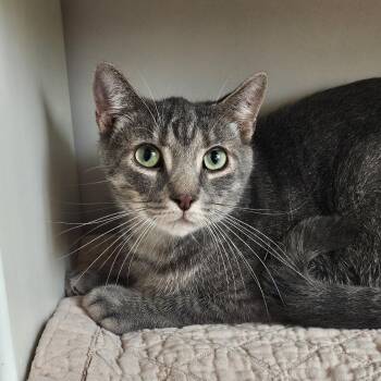 Luke -  Domestic Short Hair Cat for Adoption in Burlington, Ontario - Luke | PetCurious