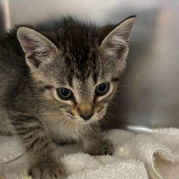 Dusty -  Domestic Short Hair Cat for Adoption in Council Bluffs, Iowa - Dusty | PetCurious