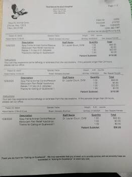 Domestic Short Hair Cats Available for Adoption - C1032-25 | PetCurious