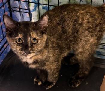 Domestic Short Hair Cats Available for Adoption in Webster City, Iowa - Fauna | PetCurious