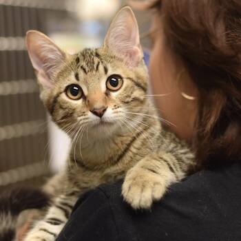 Brookie - DogDay Mascoutah -  Domestic Short Hair Cat for Adoption in Belleville, Illinois - Brookie - DogDay Mascoutah | PetCurious
