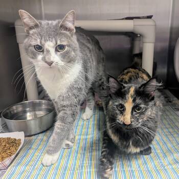 Milo -  Domestic Short Hair Cat for Adoption in Springfield, Illinois - Milo | PetCurious