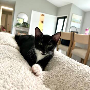 Ricotta -  Domestic Short Hair Cat for Adoption in Fort Lauderdale, Florida - Ricotta | PetCurious